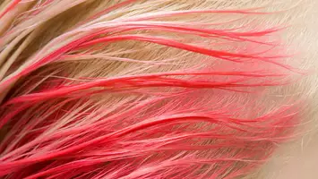 peekaboo highlights pink
