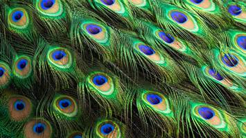 peacock hair colors