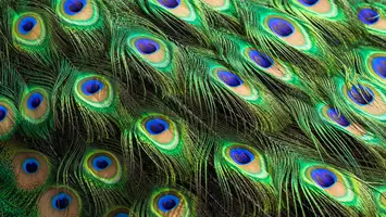 peacock hair colors